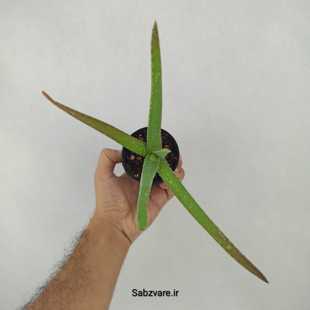 آلوئه ورا (X24709) - Image 3