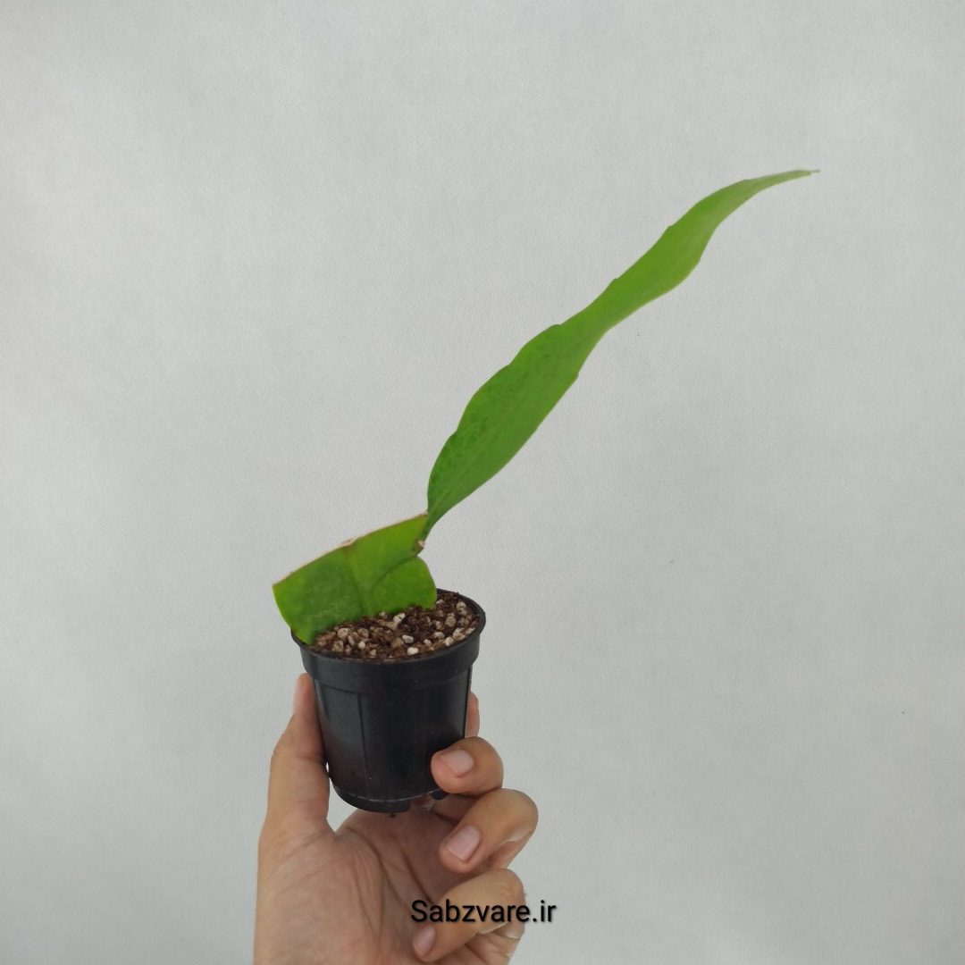 اپیفیلوم فیلانتوس (ملکه شب) (X24708) - Image 3