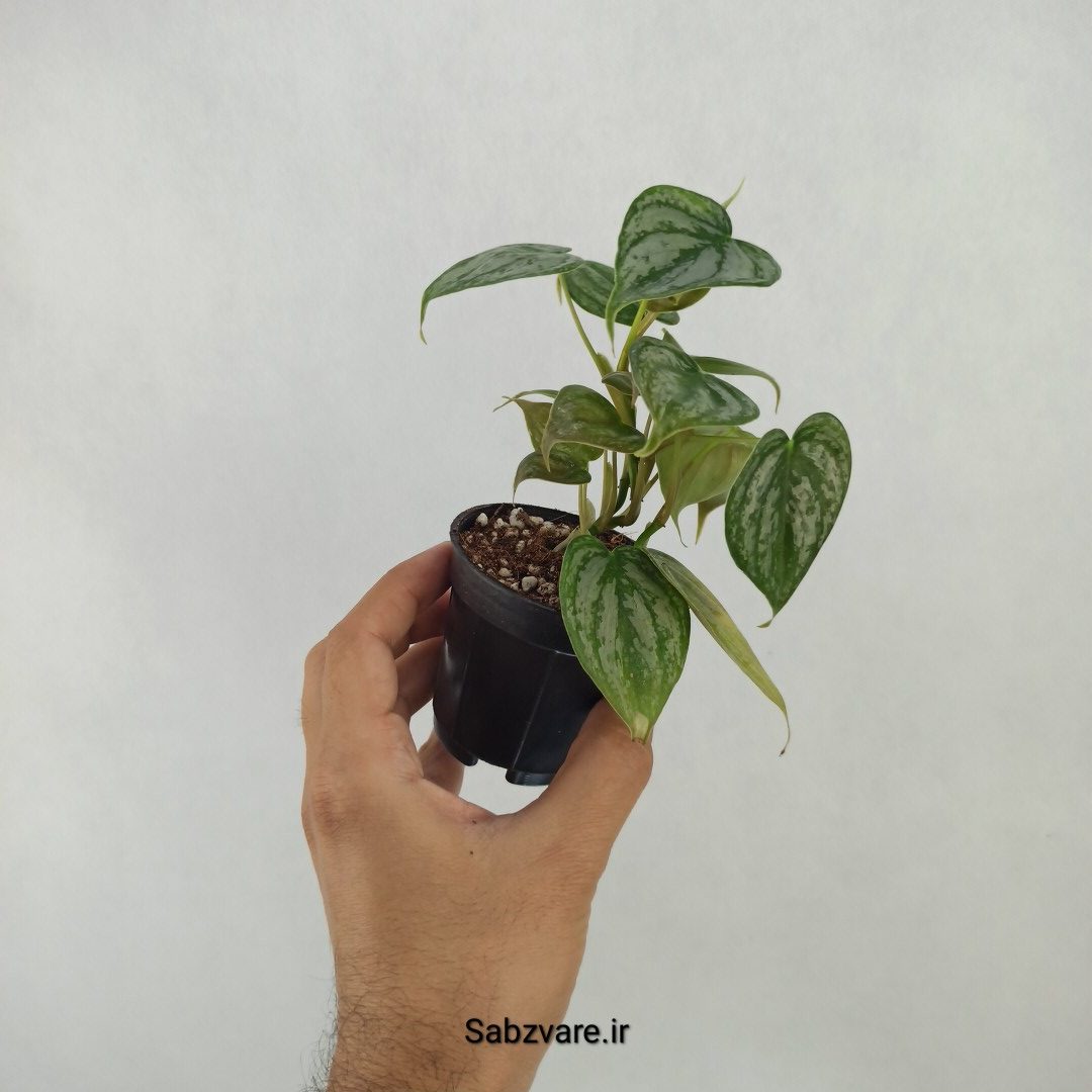 فیلودندرون برندتیانوم (X24705) - Image 2