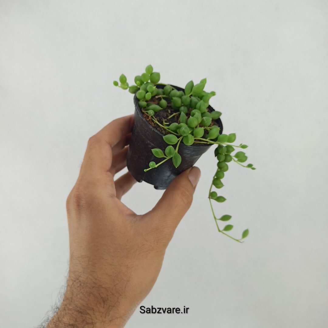 غوره ای گرد (X24697) - Image 3