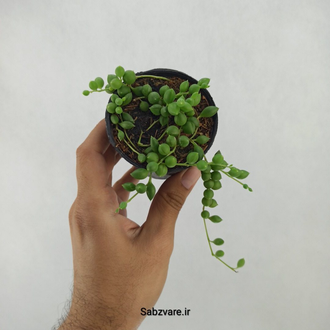 غوره ای گرد (X24697)