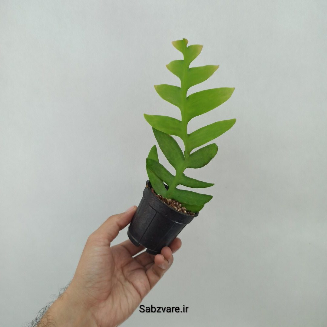 اپیفیلوم برگ سرخسی (Z24751) - Image 3