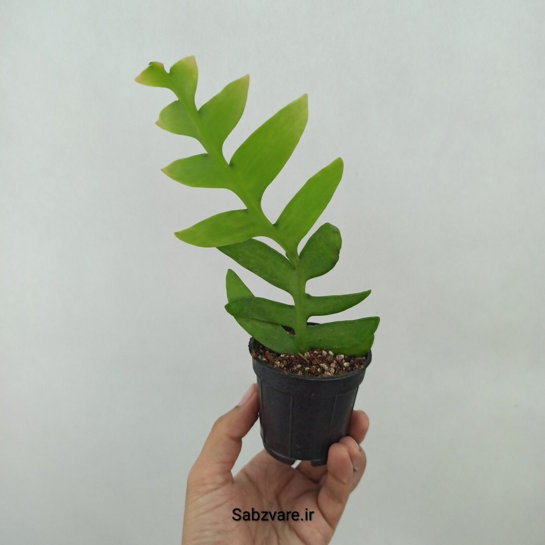 اپیفیلوم برگ سرخسی (Z24751)