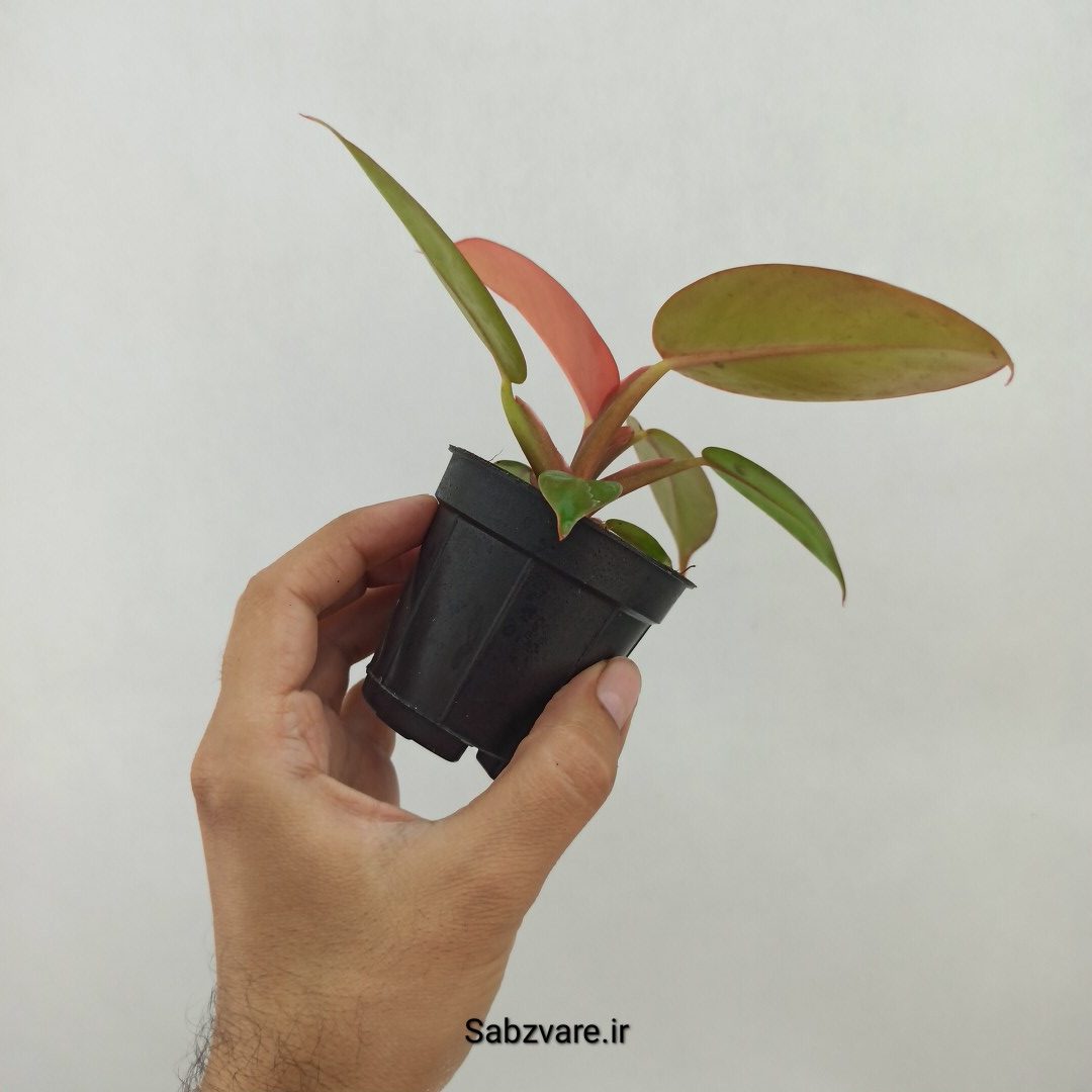 فیلودندرون پرتقالی (Z24746) - Image 3