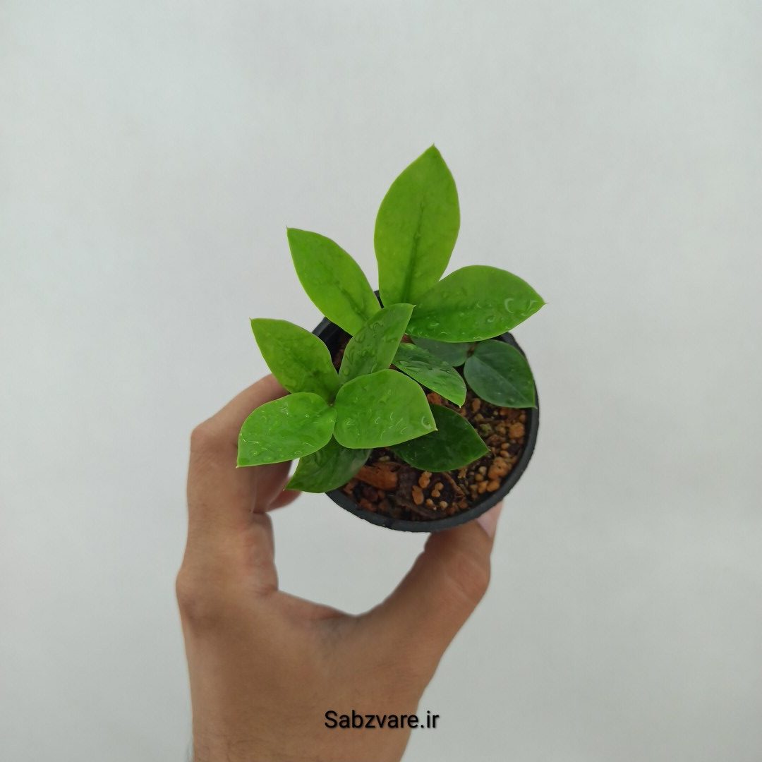 زامیفولیا سبز (چند بوته) (Z24744)