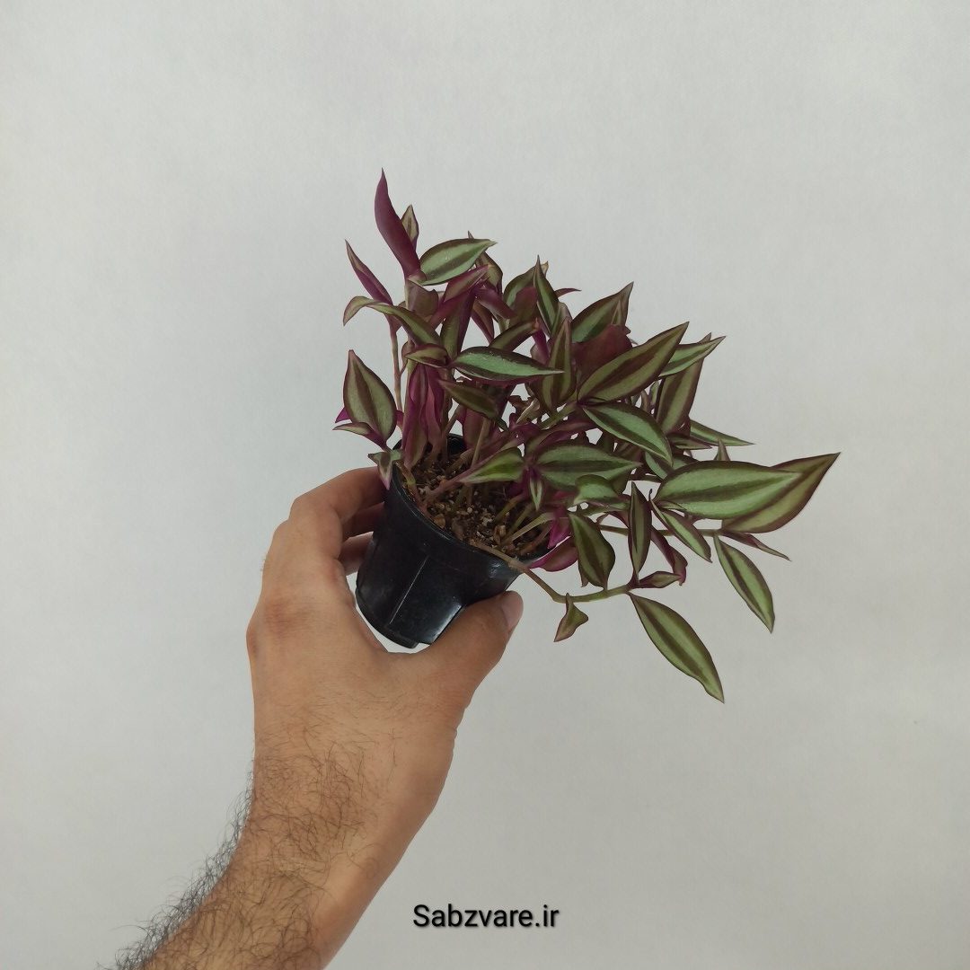 برگ بیدی زبرینا (Z24738) - Image 3