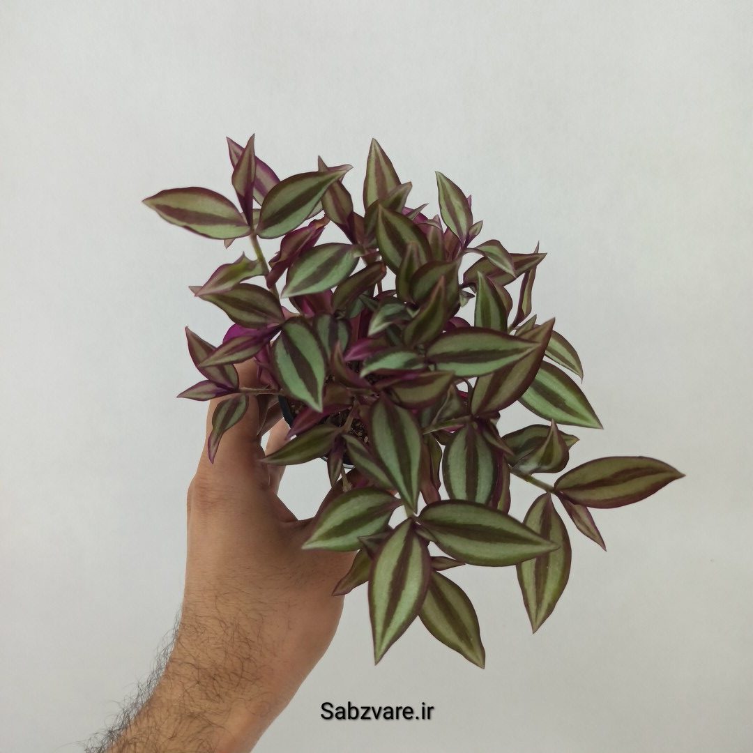 برگ بیدی زبرینا (Z24738)