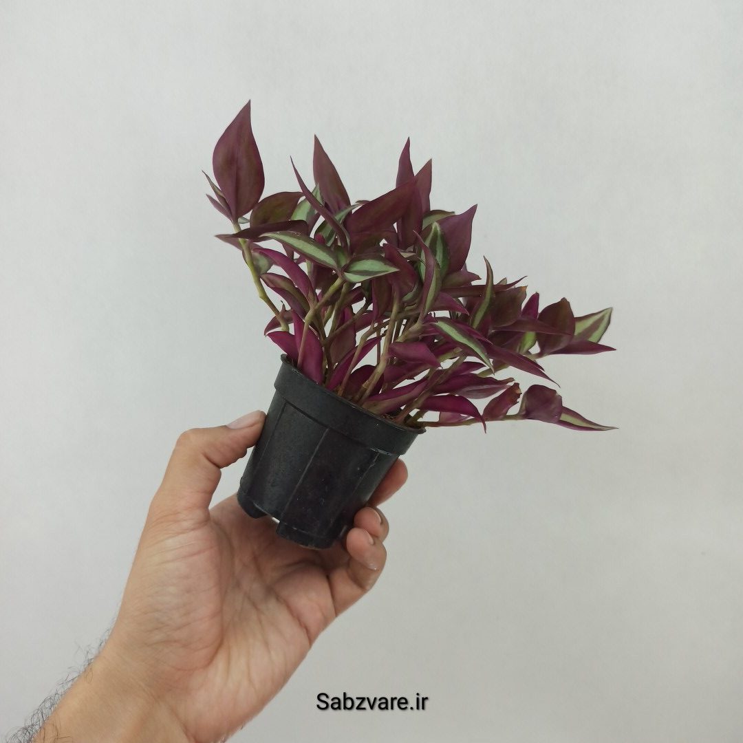 برگ بیدی زبرینا (Z24738) - Image 2
