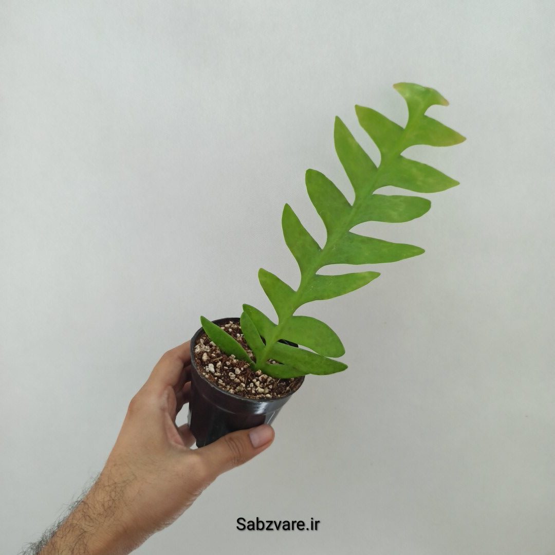 اپیفیلوم برگ سرخسی (Y24733) - Image 3