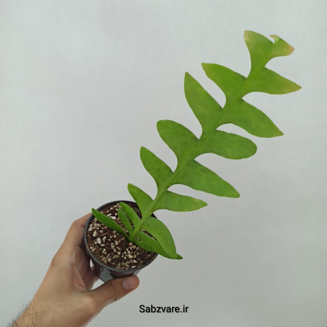 اپیفیلوم برگ سرخسی (Y24733) - Image 2