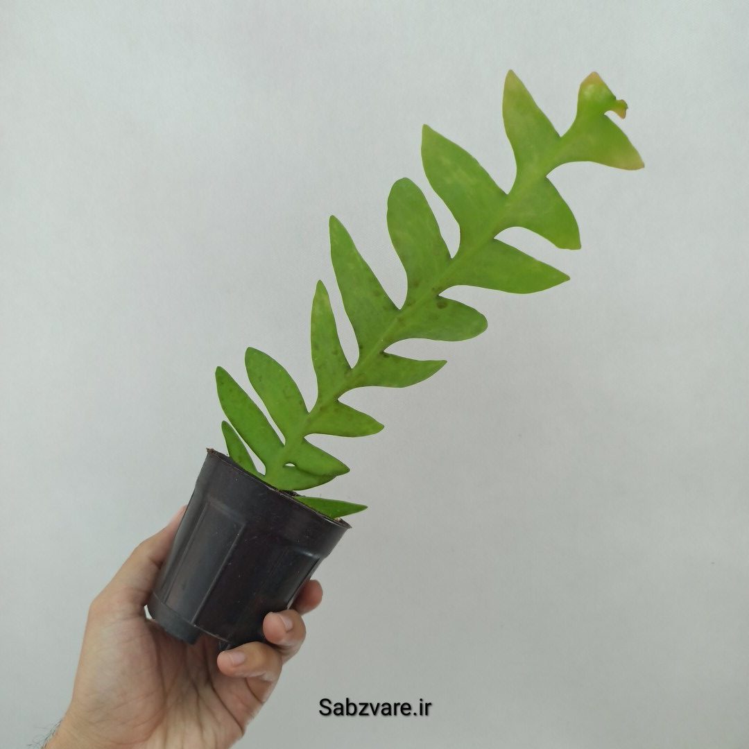 اپیفیلوم برگ سرخسی (Y24733)