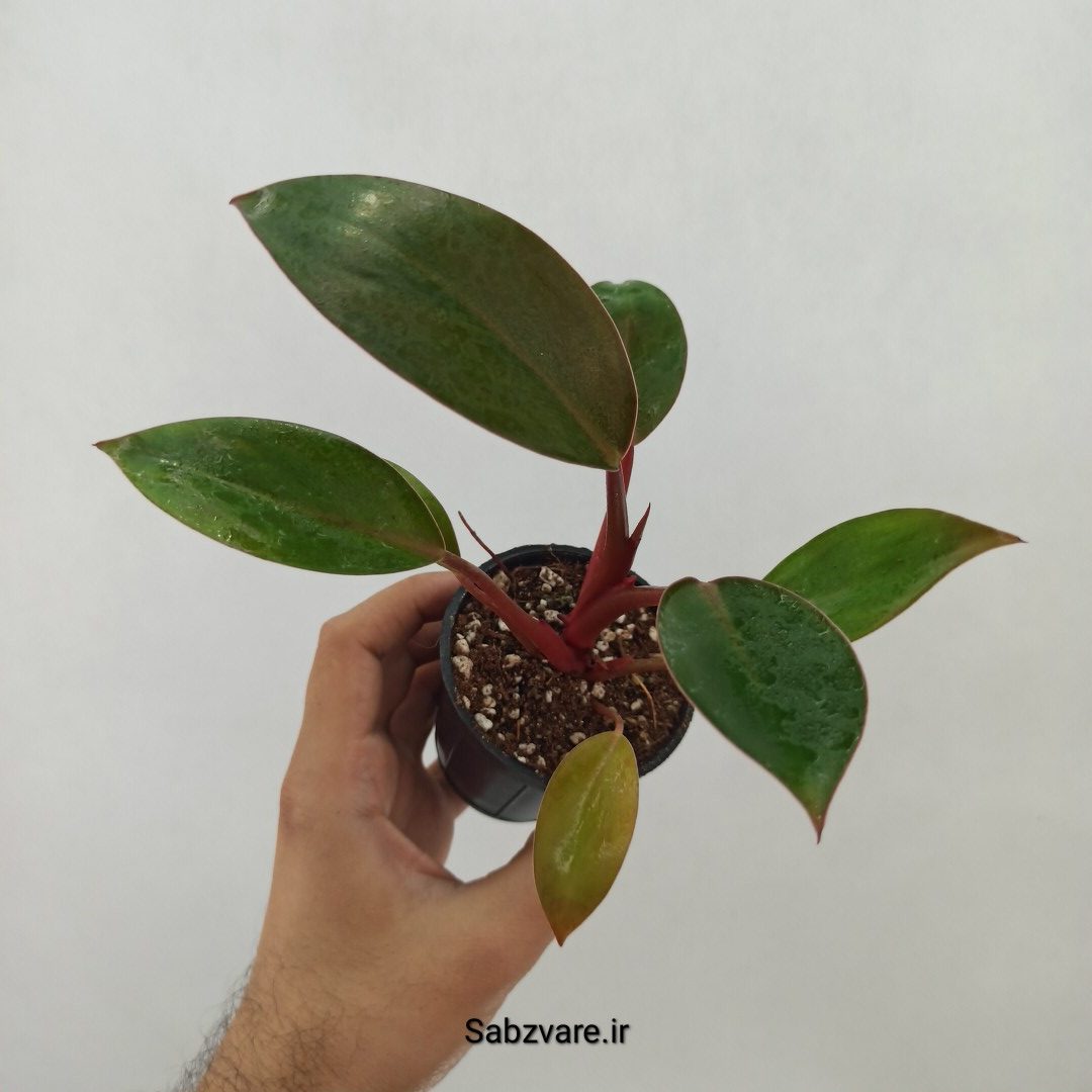 فیلودندرون رد بیوتی (Y24732)