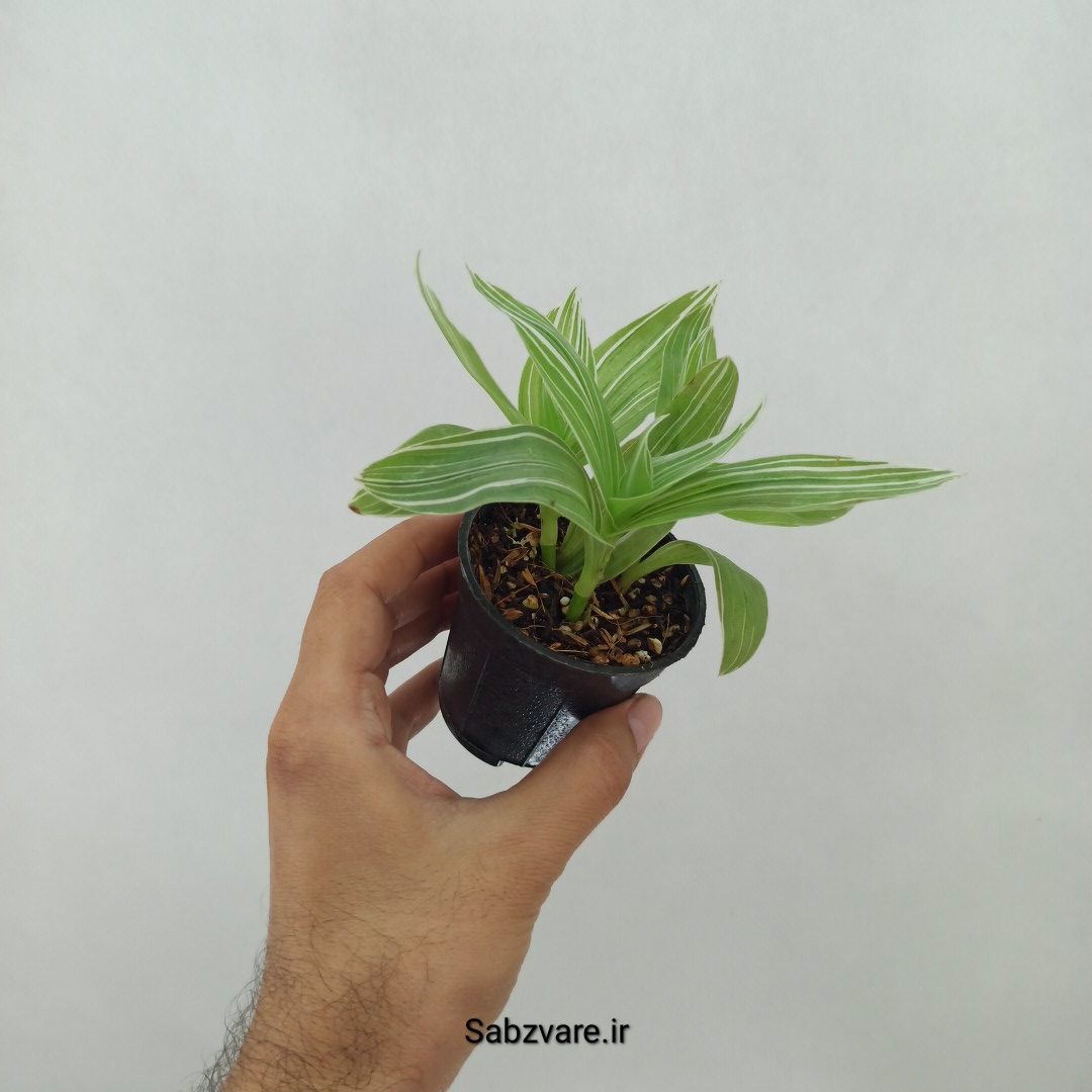 برگ بیدی ابلق (Y24731) - Image 3