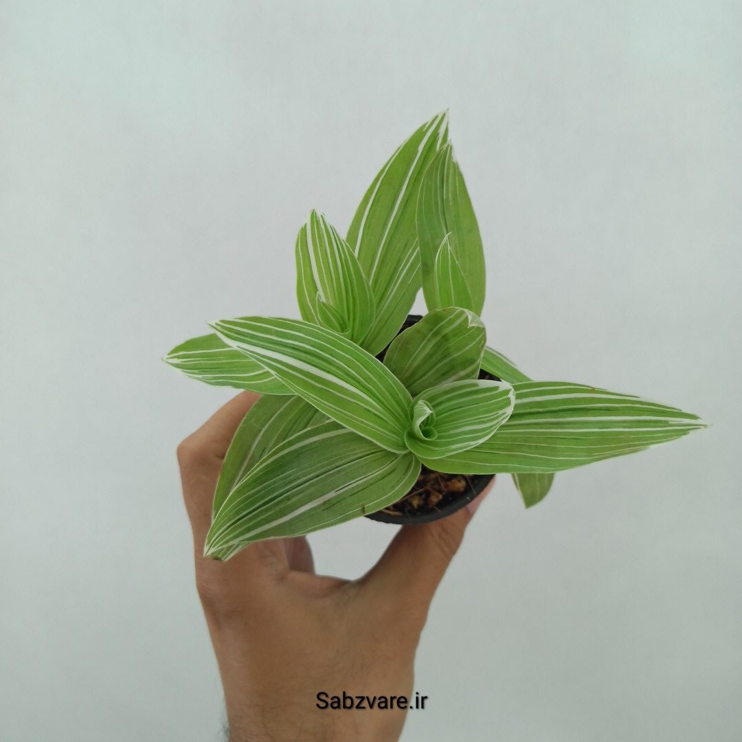 برگ بیدی ابلق (Y24731)