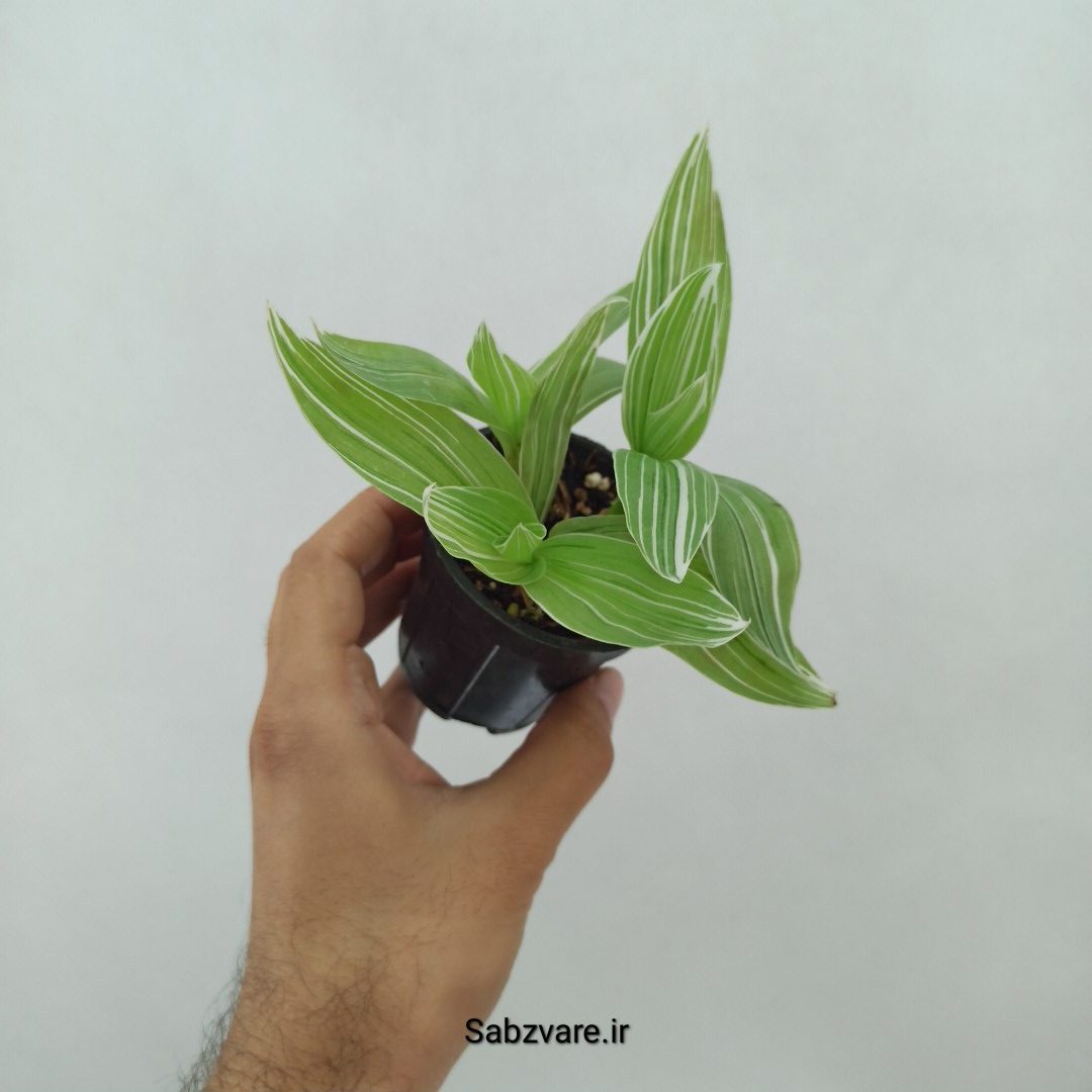 برگ بیدی ابلق (Y24731) - Image 2