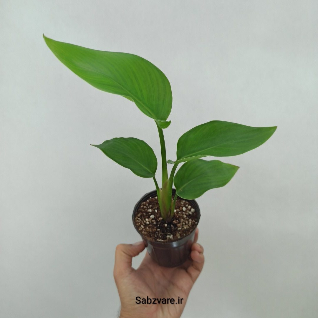 استرلیتزیا نیکولای (Y24727)