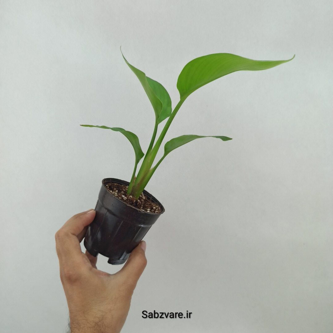 استرلیتزیا نیکولای (Y24727) - Image 3