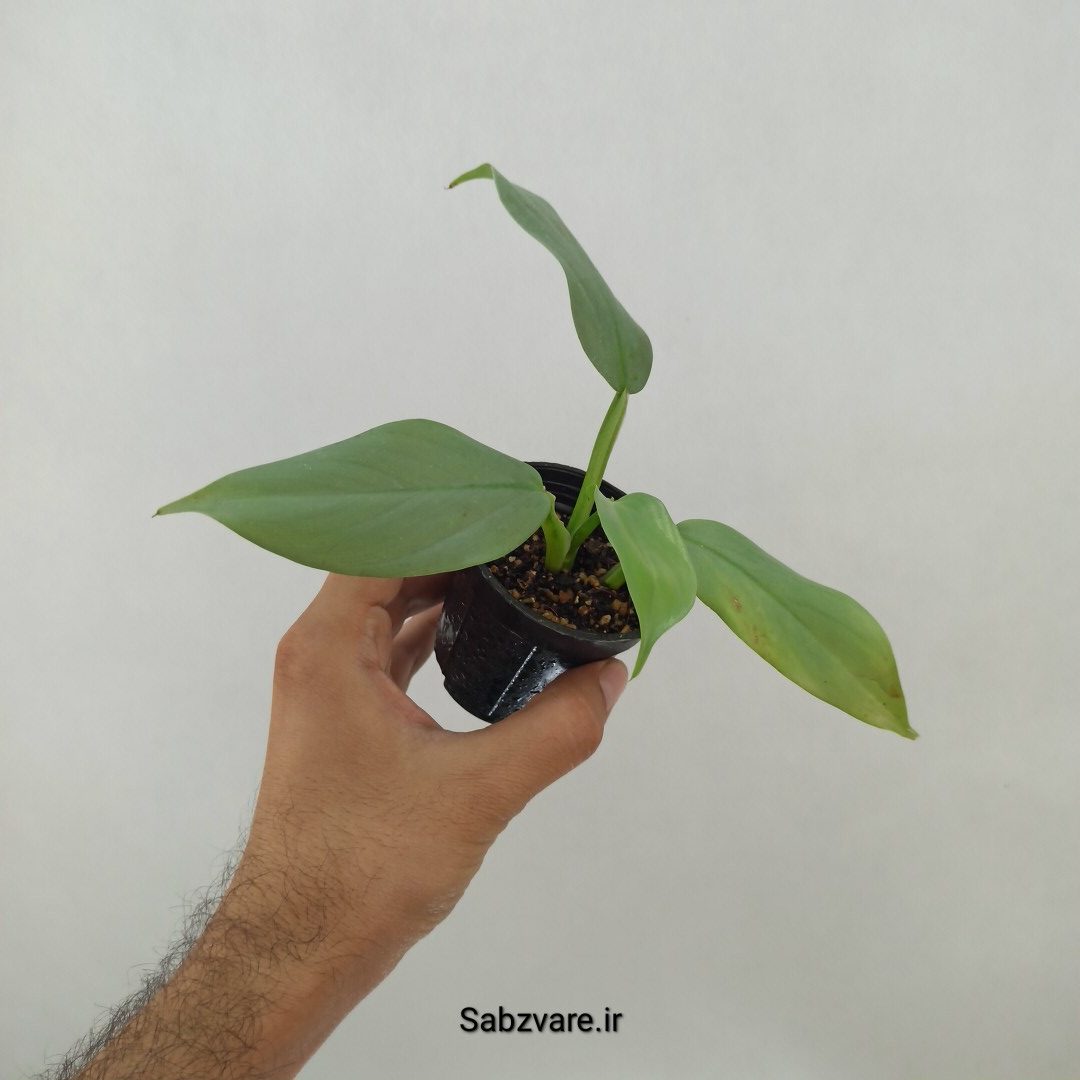 فیلودندرون سیلور (B24793) - Image 3
