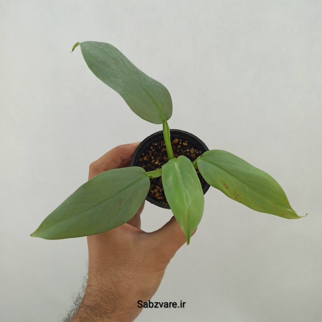فیلودندرون سیلور (B24793)