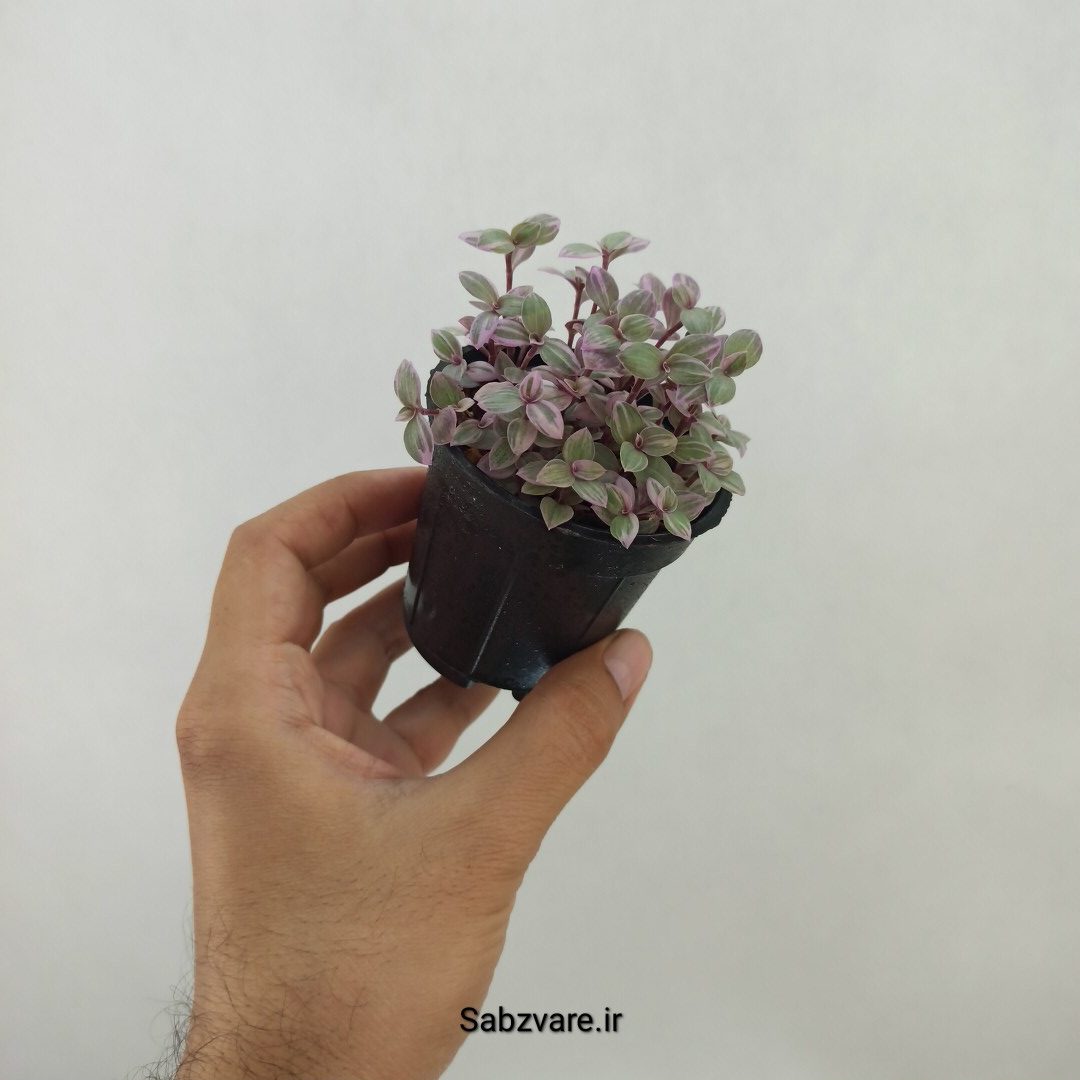 چمن کالیسیا صورتی (B24792) - Image 2