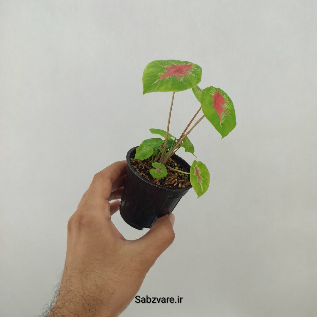 کالادیوم قرمز مینیاتوری (B24788) - Image 2