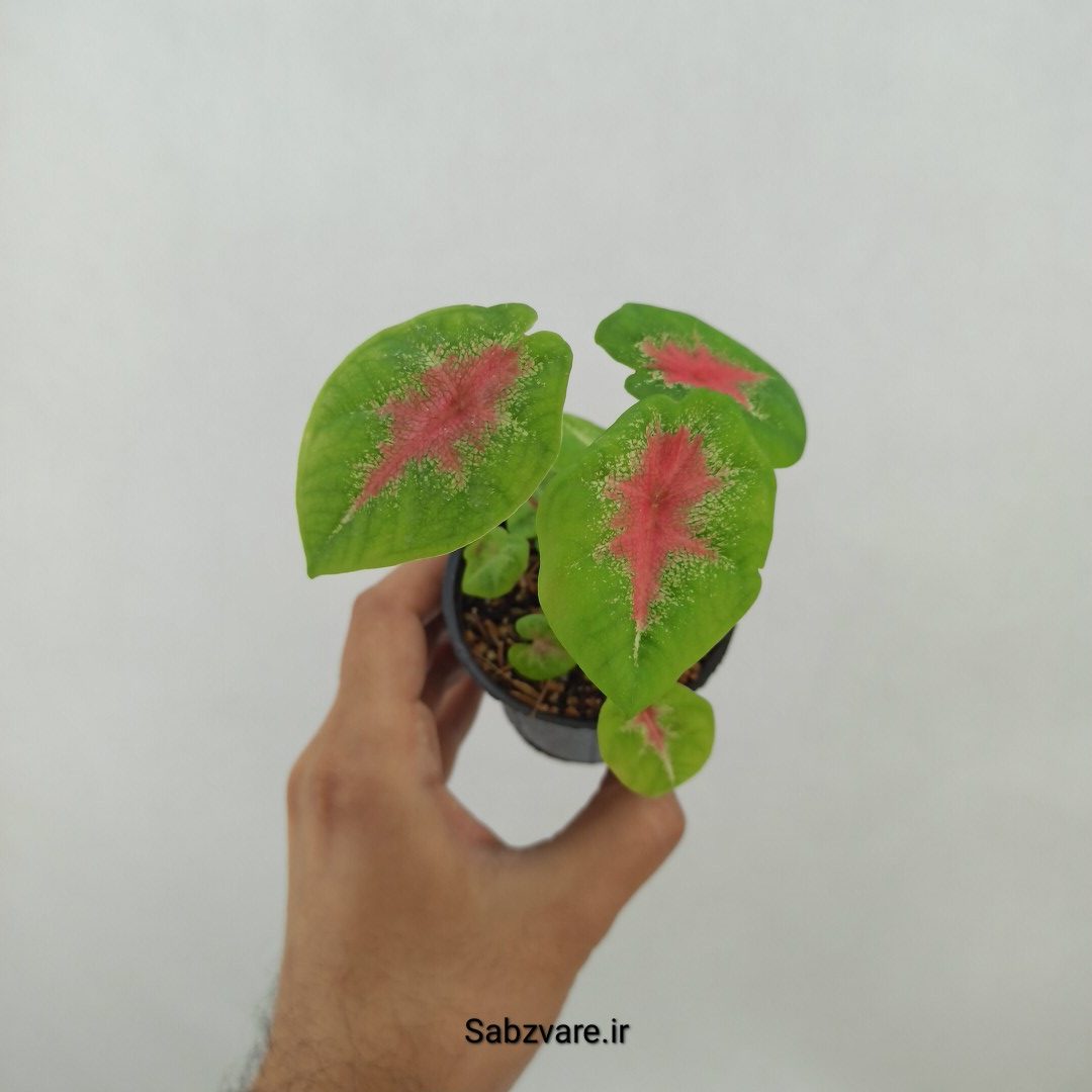 کالادیوم قرمز مینیاتوری (B24788)