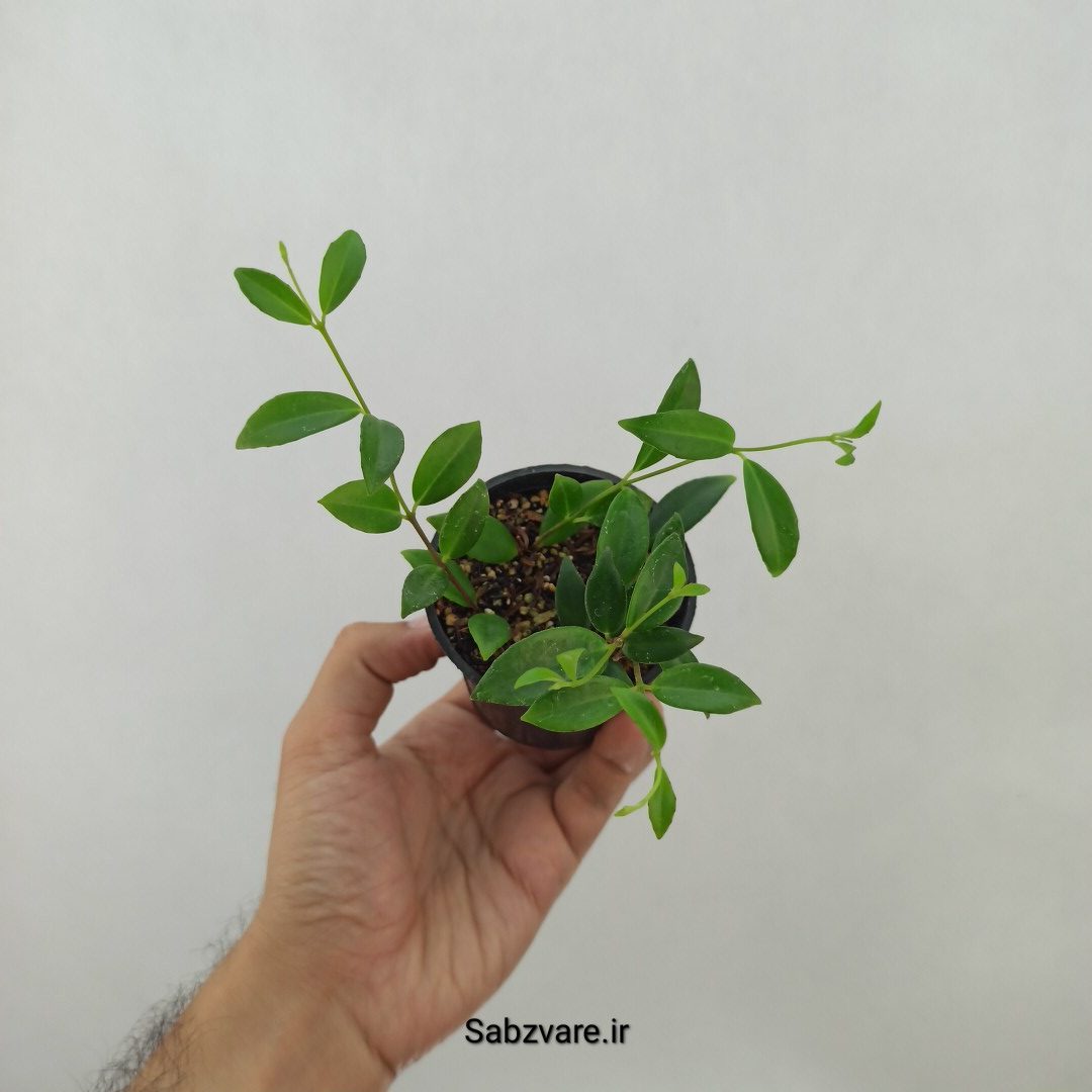 کودونانته (B24787)