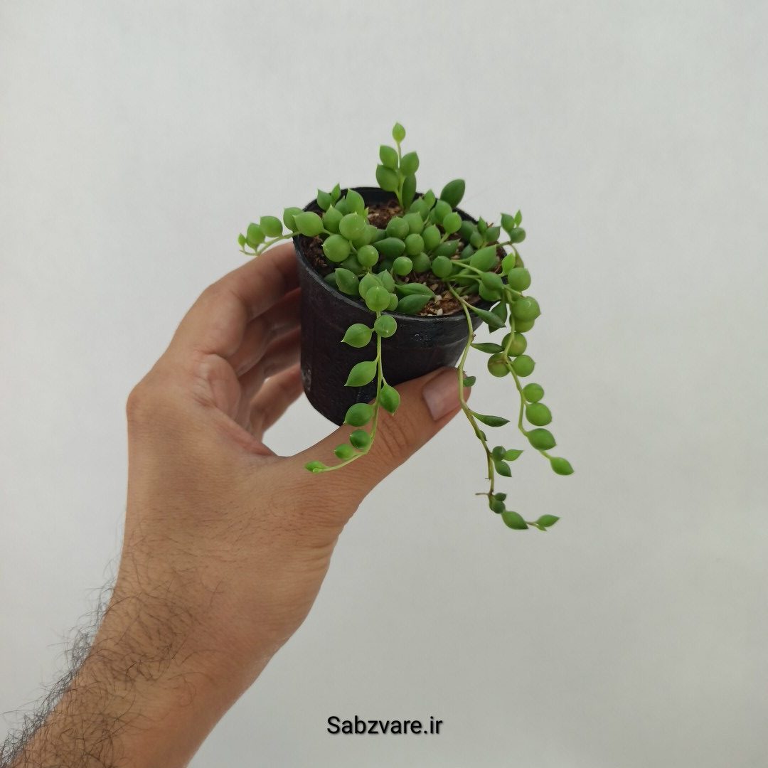 غوره ای گرد (B24786) - Image 2