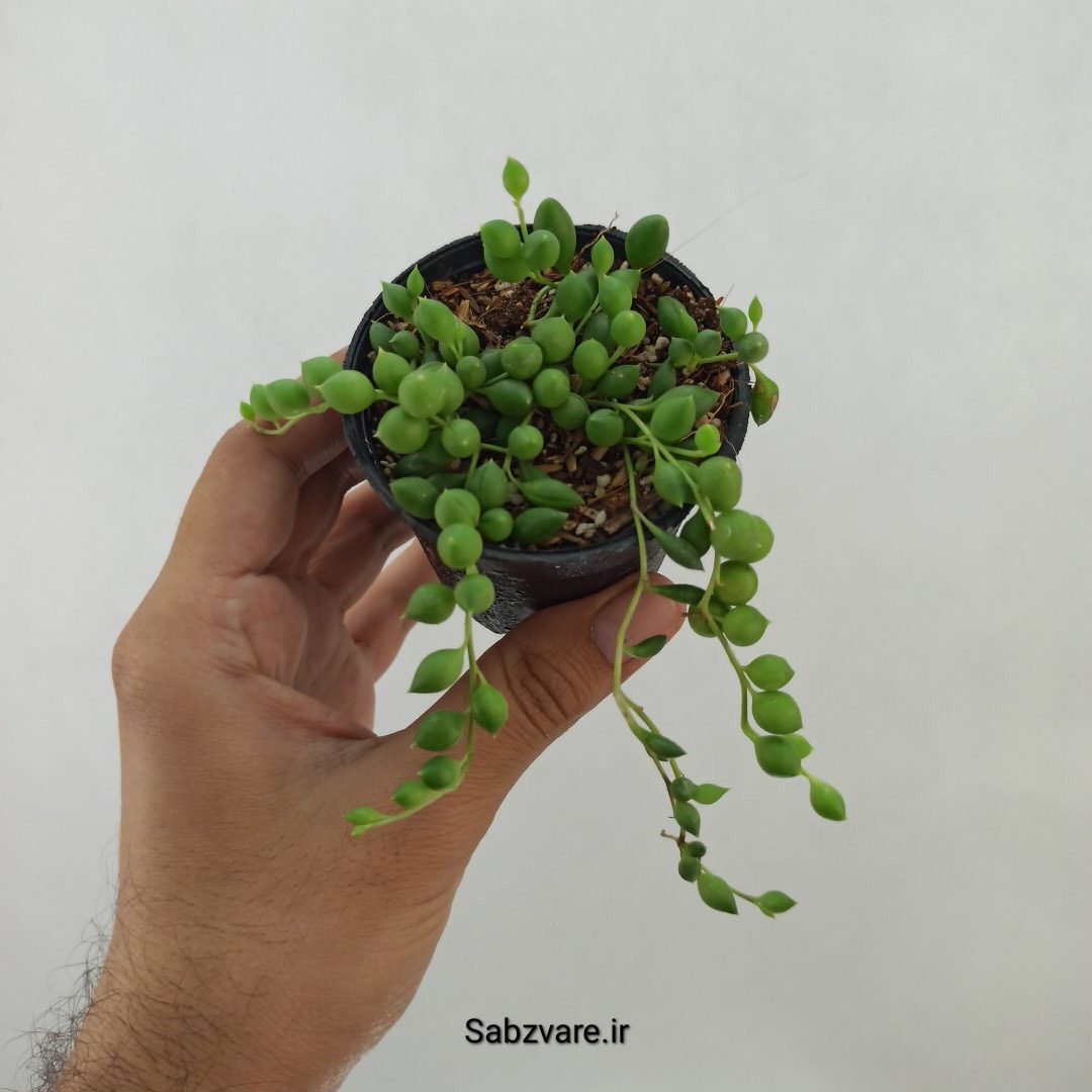 غوره ای گرد (B24786)