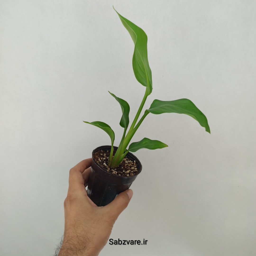 استرلیتزیا نیکولای (B24784) - Image 2