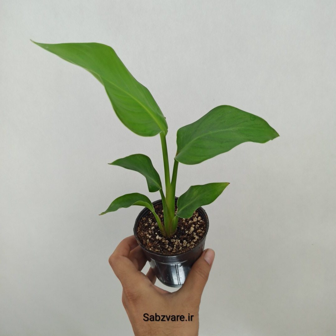 استرلیتزیا نیکولای (B24784)