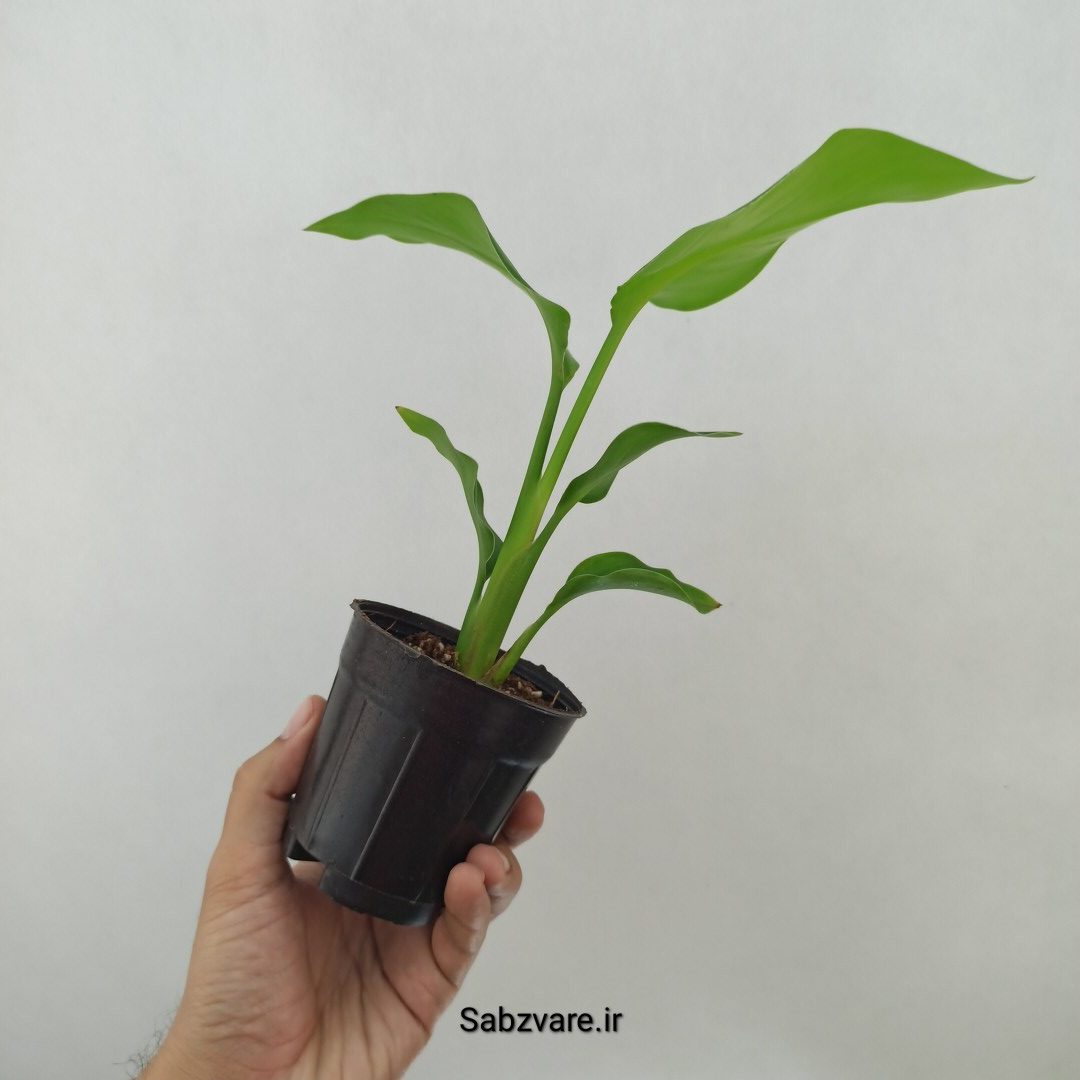 استرلیتزیا نیکولای (B24784) - Image 3