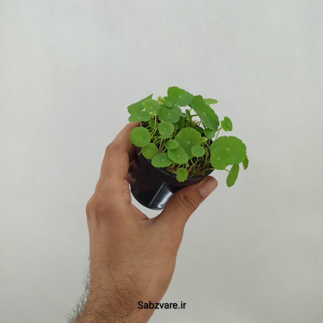 هیدروکوتیل ورتیسیلاتا (B24783) - Image 3