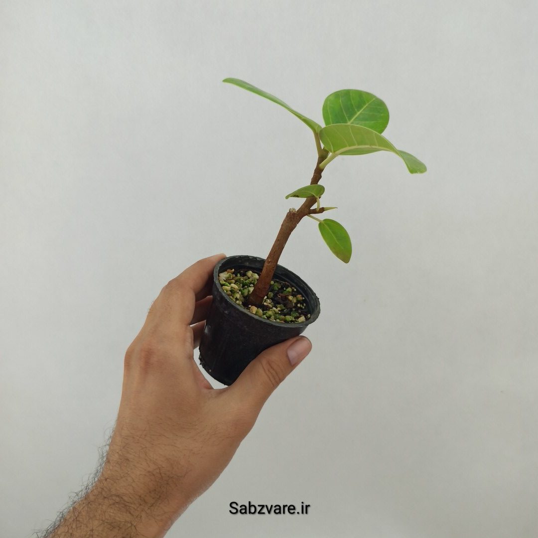 فیکوس آلتیسیما (B24778) - Image 3