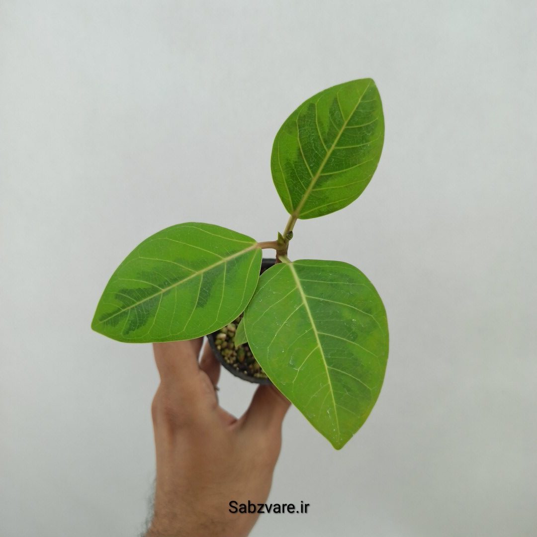 فیکوس آلتیسیما (B24778)