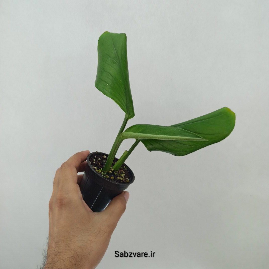 پتوس شیخی (A24776) - Image 2