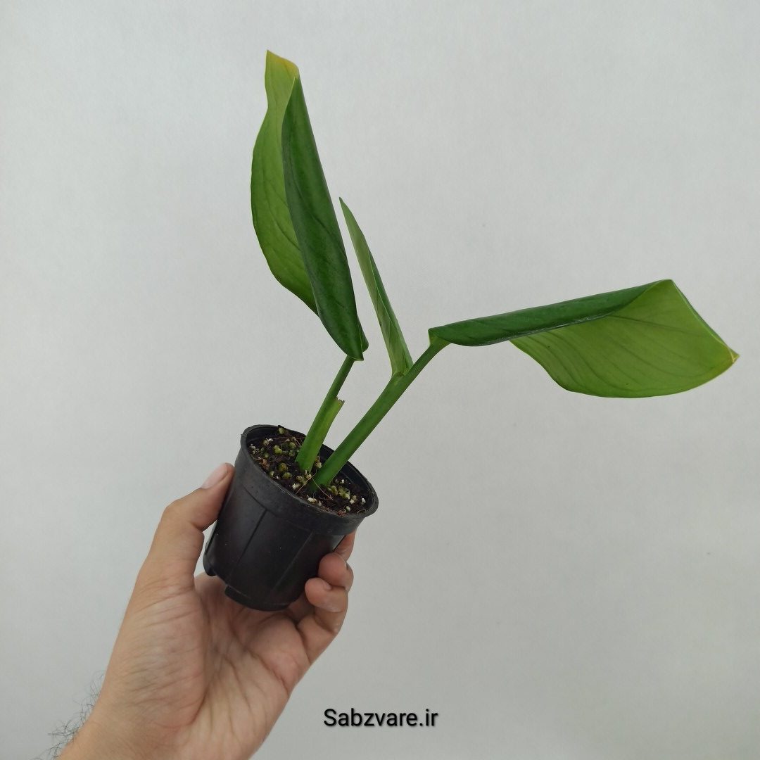 پتوس شیخی (A24776) - Image 3