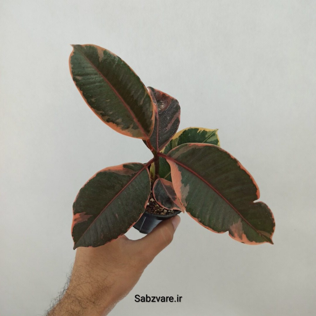 فیکوس شرابی (A24772)
