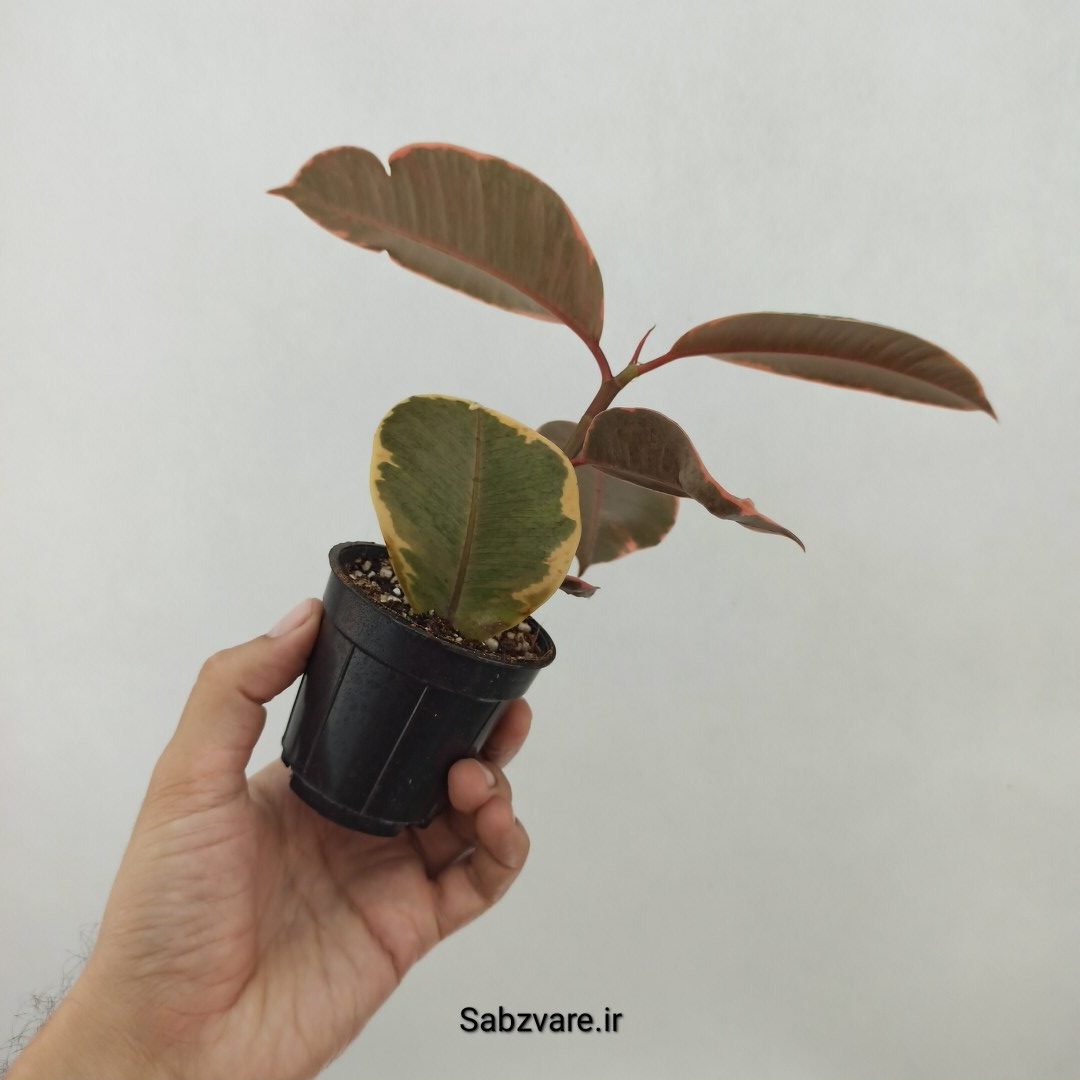 فیکوس شرابی (A24772) - Image 3