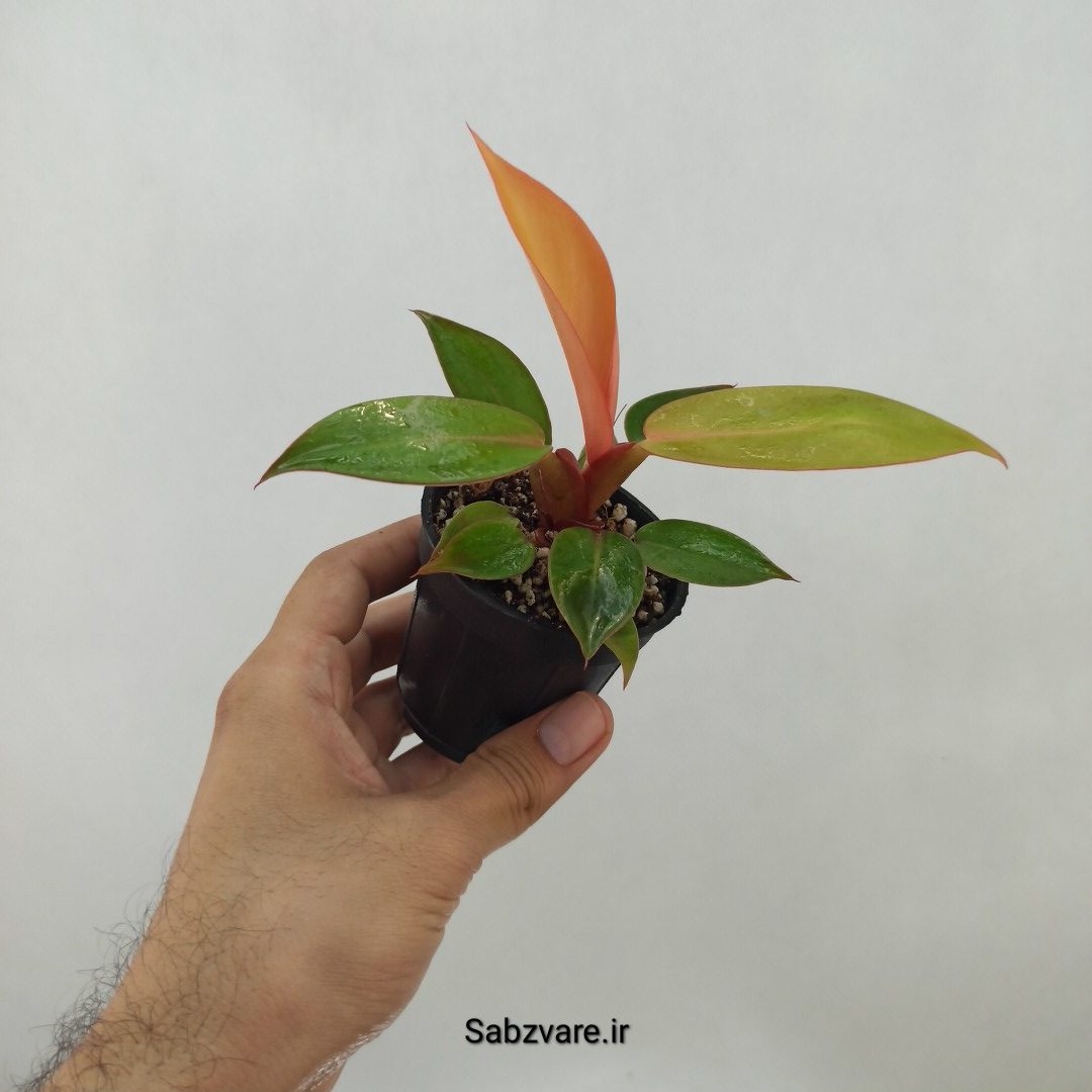فیلودندرون پرتقالی (A24765) - Image 2