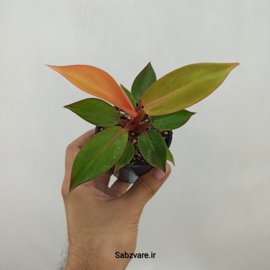 فیلودندرون پرتقالی (A24765)