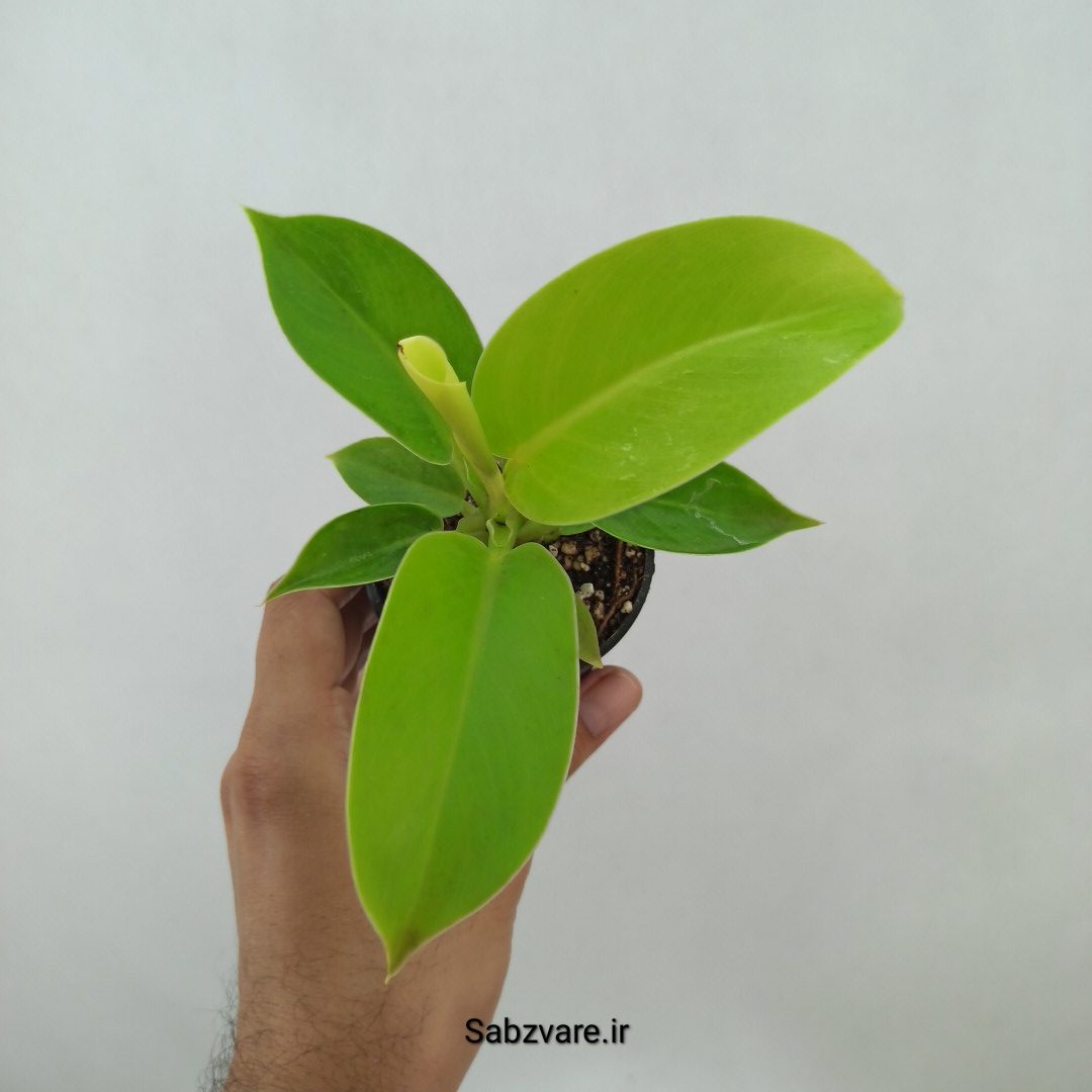 فیلودندرون لیمویی (A24764)