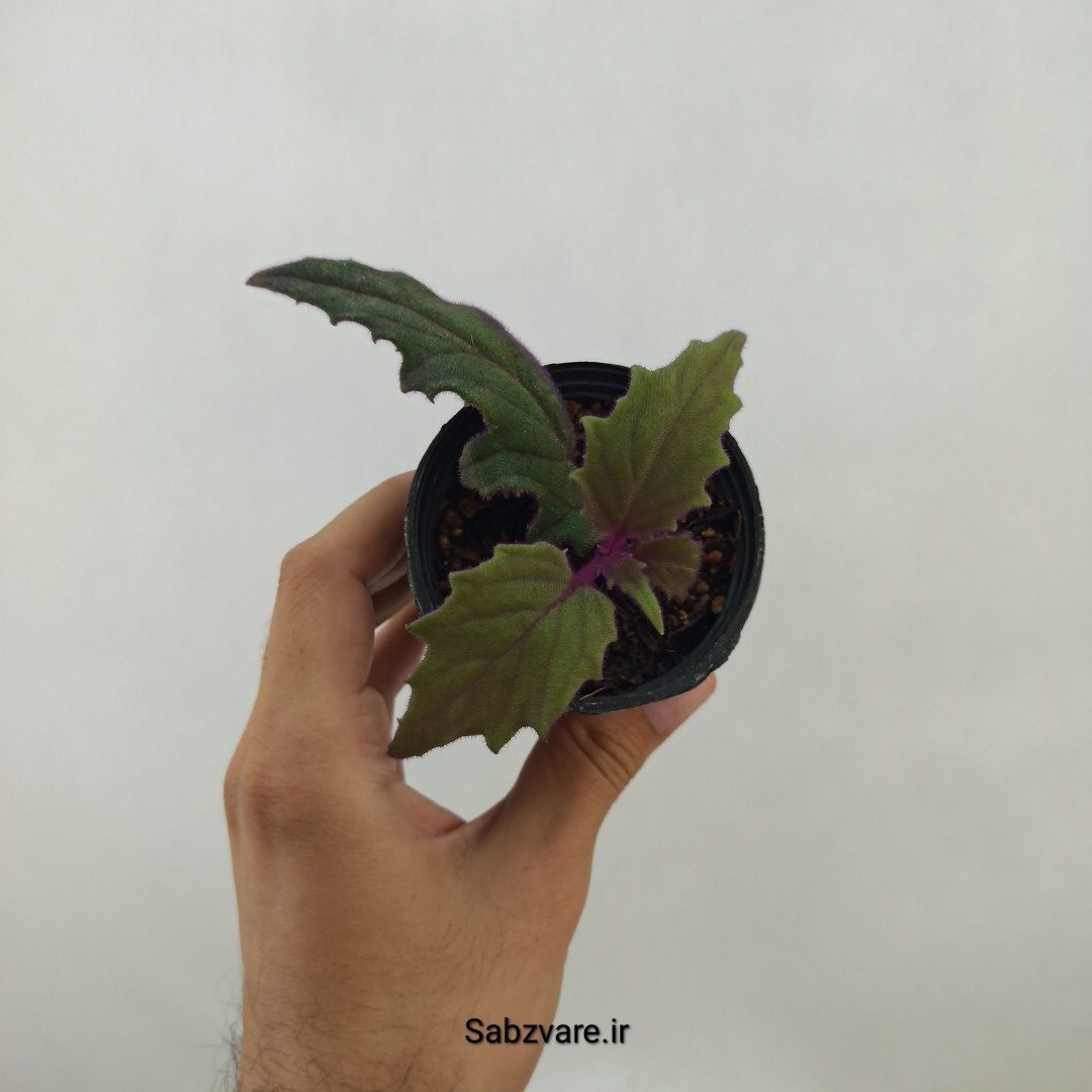 ژینورا یا شب تاب (A24763)