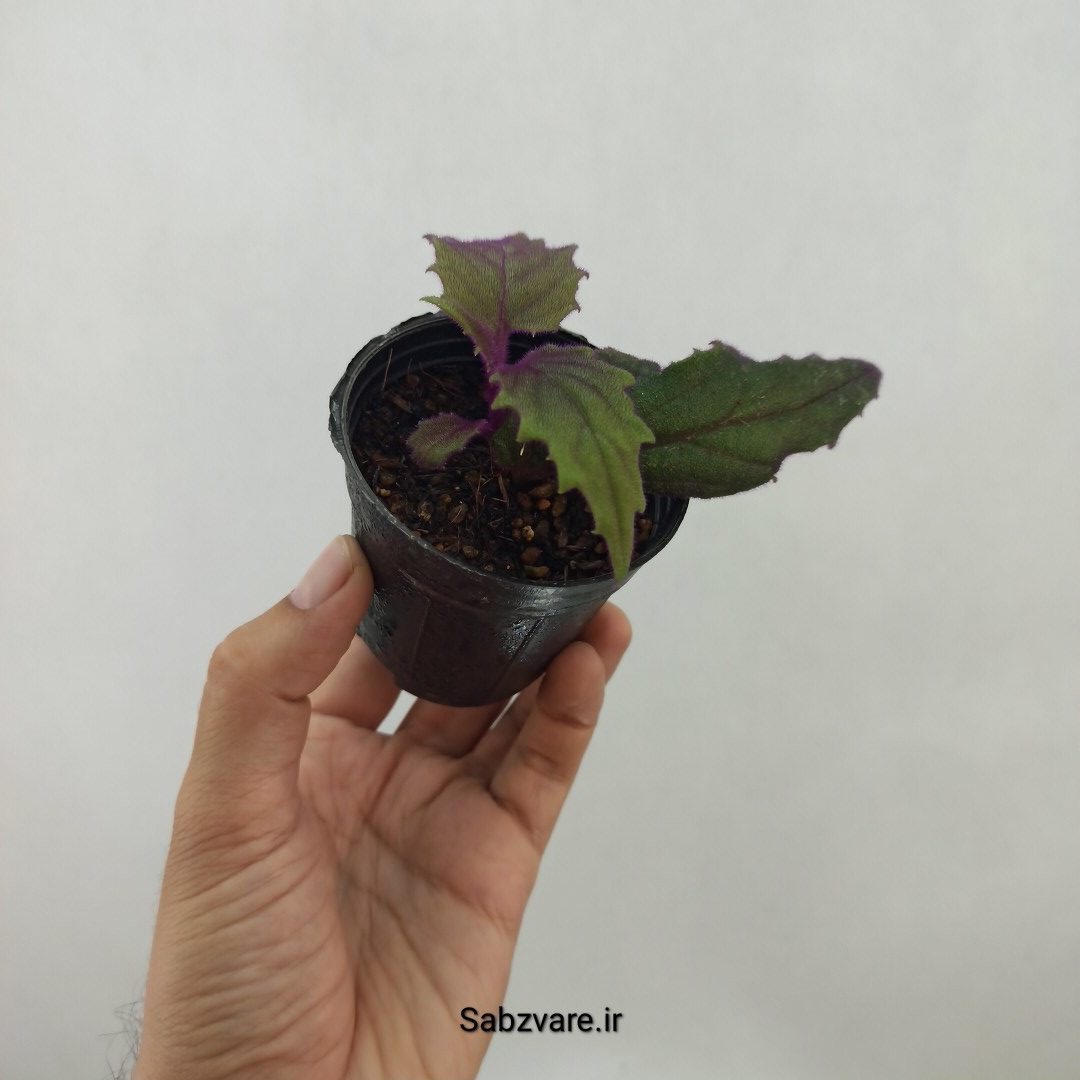 ژینورا یا شب تاب (A24763) - Image 3