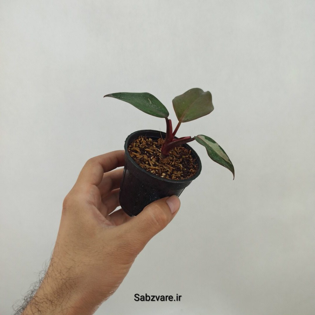 فیلودندرون پینک پرنسس (A24762) - Image 2
