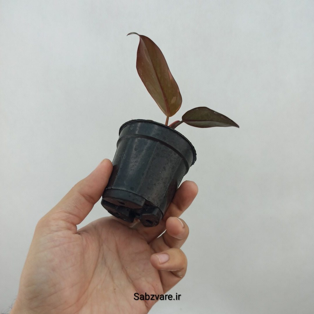 فیلودندرون پینک پرنسس (A24762) - Image 3