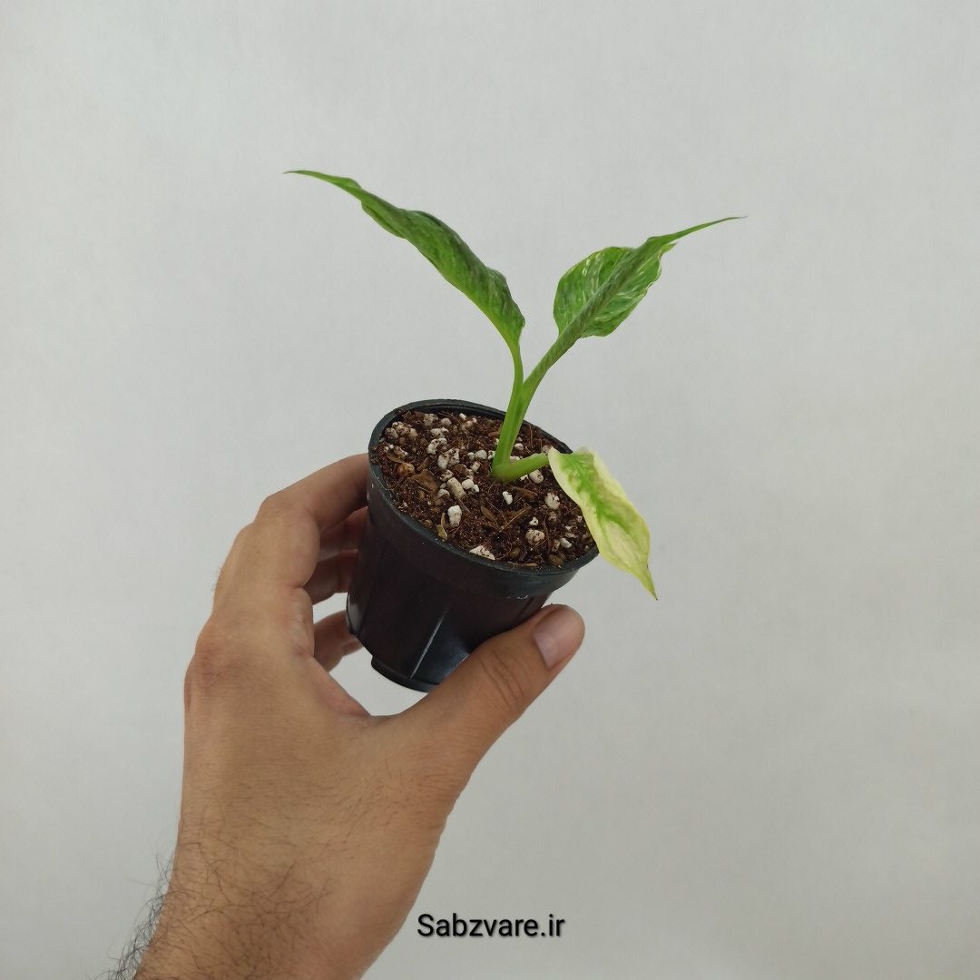 اسپاتی فیلوم ابلق چروک (A24761) - Image 3