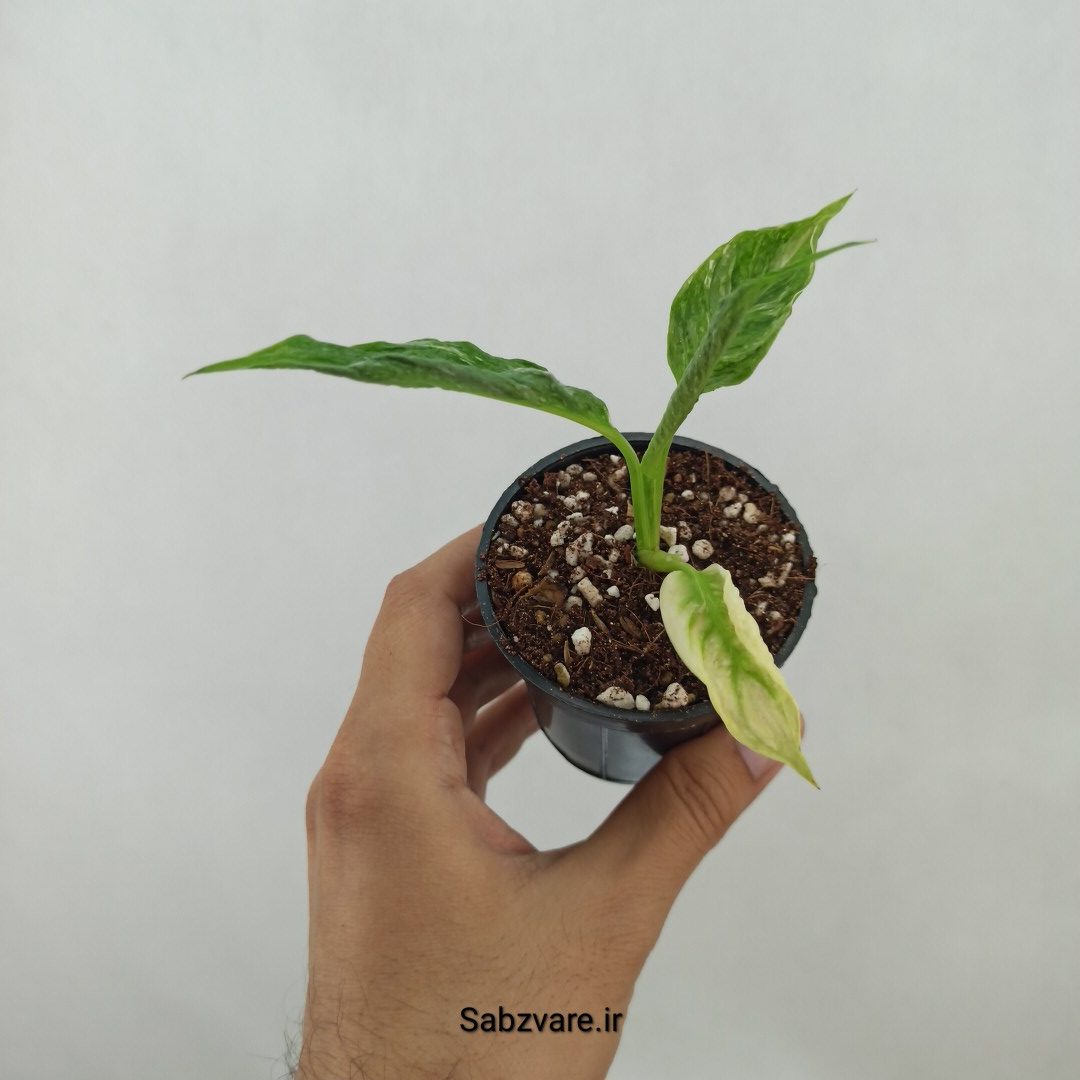اسپاتی فیلوم ابلق چروک (A24761)