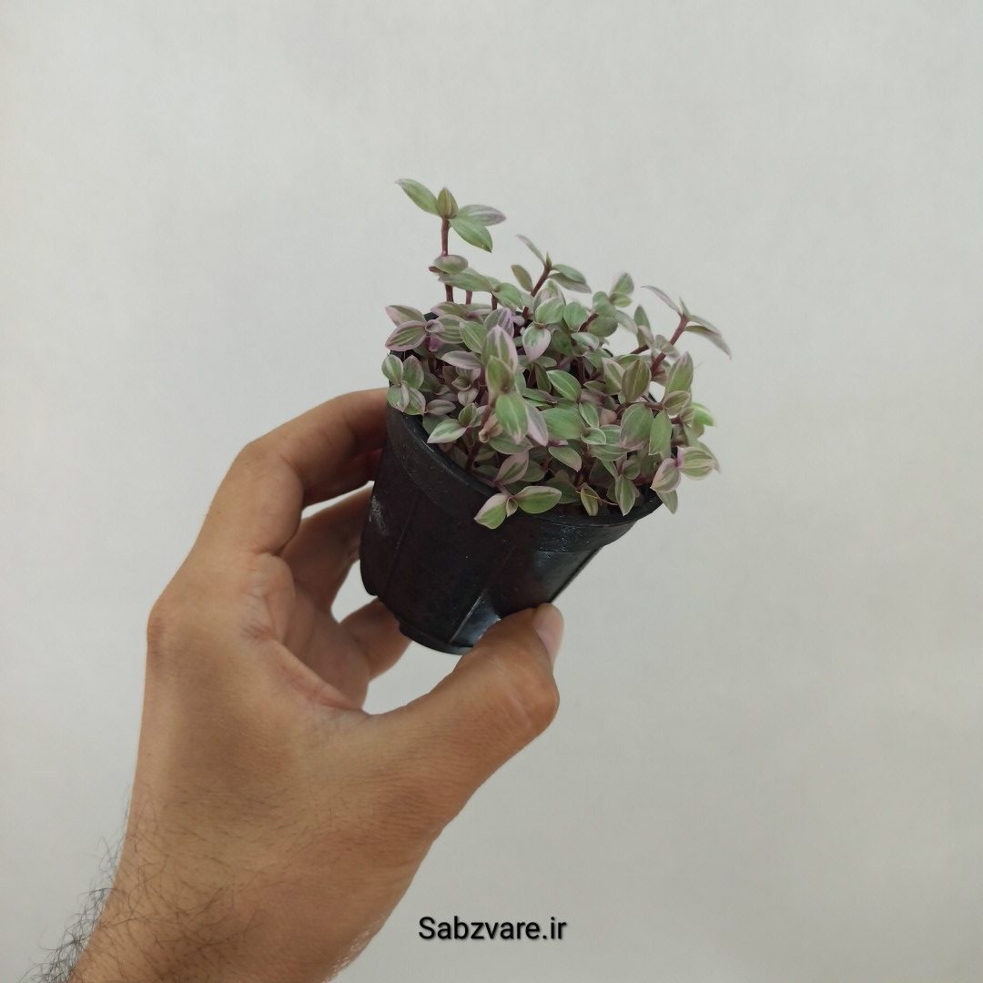 چمن کالیسیا صورتی (A24759) - Image 2