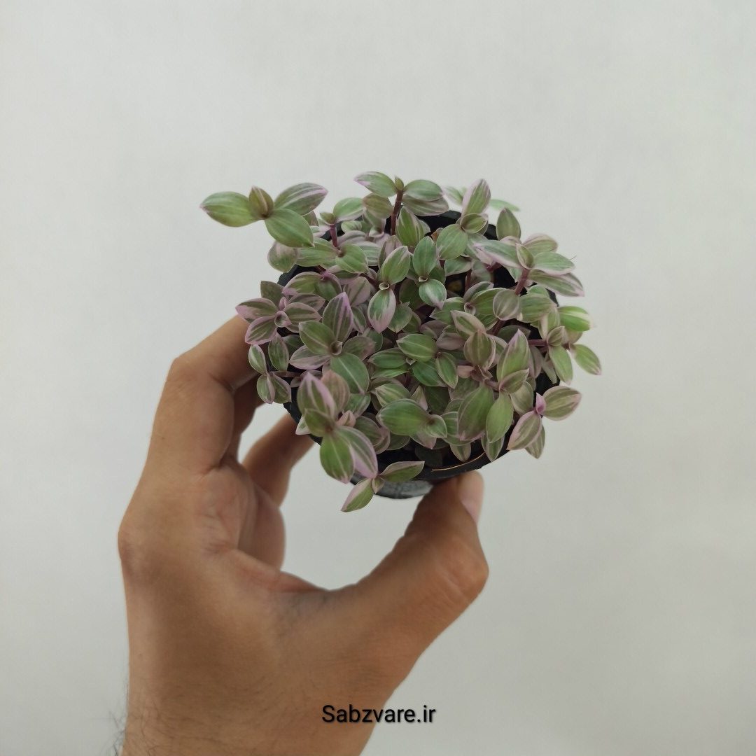 چمن کالیسیا صورتی (A24759)
